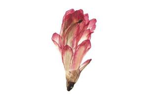 1117 Red flower isolated on a transparent background photo