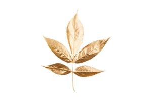 4842 Golden christmas leaf decoration isolated on a transparent background photo