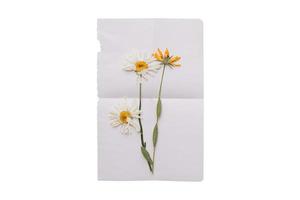 3776 White paper with flowers isolated on a transparent background photo