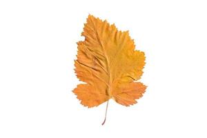 828 Yellow leaf tree isolated on a transparent background photo
