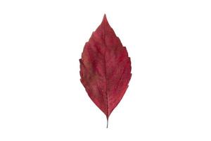 3422 Red leaf isolated on a transparent background photo