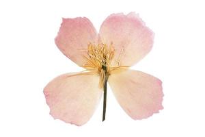 503 Pink flower isolated on a transparent background photo