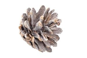 6672 Brown christmas pine cone isolated on a transparent background photo