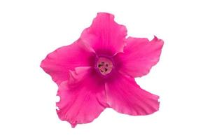 1632 Pink flower isolated on a transparent background photo