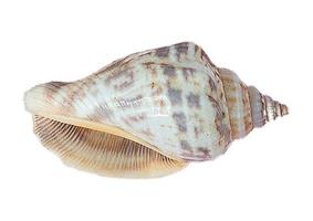 2621 Seashell decoration isolated on a transparent background photo