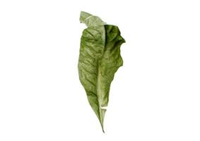 2845 Dried leaf isolated on a transparent background photo