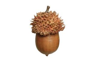 1839 Brown acorn isolated on a transparent background photo