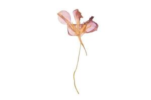 723 Dried flower isolated on a transparent background photo