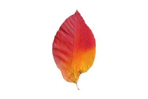 5131 Red leaf isolated on a transparent background photo