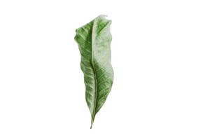 2864 Leaf isolated on a transparent background photo