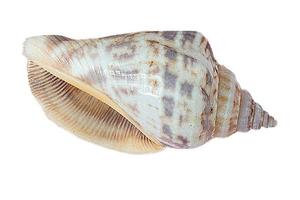 2791 Seashell decoration isolated on a transparent background photo