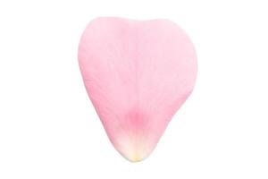 2634 Pink petal isolated on a transparent background photo