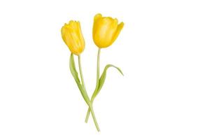 2431 Yellow rose flower isolated on a transparent background photo