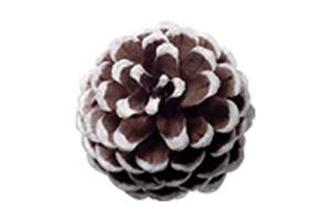 4728 Brown pine cone isolated on a transparent background photo