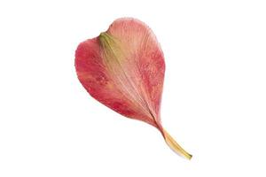 6263 Red petals isolated on a transparent background photo