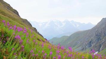 tranquil green mountains with purple flowers on hillside and snowy peaks background wallpaper with no people. Unspoiled pristine nature landscape panorama video