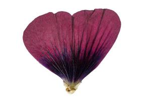 767 Red flower leaf isolated on a transparent background photo