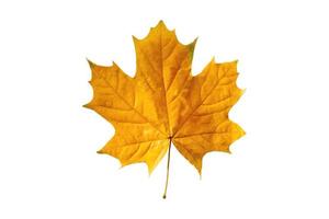 3808 Yellow leaves isolated on a transparent background photo