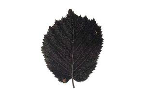 3912 Black leaf isolated on a transparent background photo