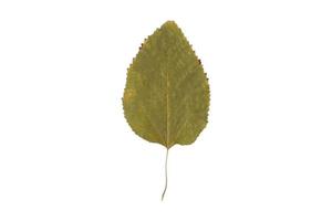 4768 Green leaf isolated on a transparent background photo