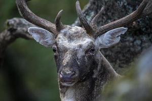 male fallow deer in love season in the forest in autumn photo