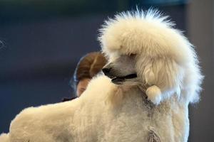 Funky Poodle white dog portrait looking at you photo