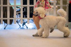 Funky Poodle white dog portrait looking at you photo