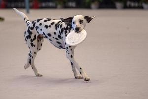 Dalmatian dog portrait while playing with freesbee photo