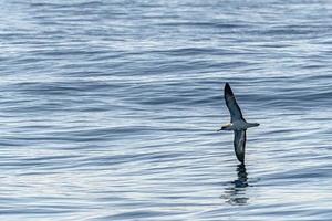 Cory's shearwater bird flying over the ocean photo