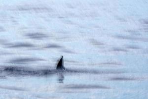 move ghost effect on striped dolphin jumpin at sunset photo