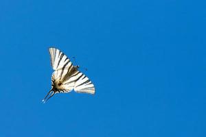 swallow tail butterfly machaon close up portrait photo