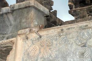 macque ape monkey inside bali induist temple photo
