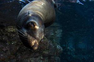 sea lion seal underwater while diving galapagos photo