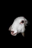 A sheep close up portrait in the black background photo