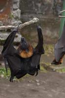 Flying fox close up portrait detail view photo