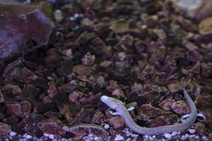 Proteus blind prehistoric pink salamander in cave water photo