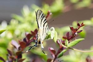 swallow tail butterfly machaon close up portrait photo