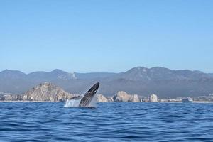 humpback whale breaching in cabo san lucas mexico photo