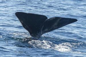 Sperm Whale tail while going down at sunset photo