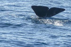 Sperm Whale tail while going down at sunset photo
