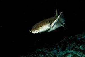 Nurse Shark close up on black at night photo