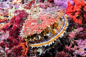 giant colorful clam underwater in maldives photo