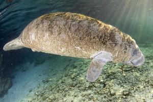 florida manatee close up portrait in crystal river photo