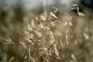 campo de púas movido por el viento foto