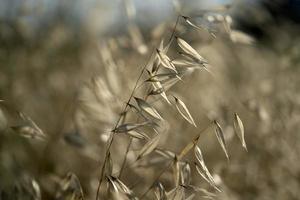 campo de púas movido por el viento foto