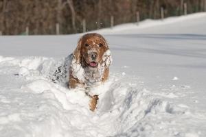 Puppy Dog while playing on the snow photo