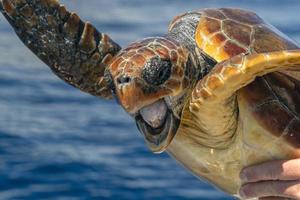 Captured turtle trying to escape open mouth photo