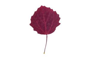 5066 Purple leaf isolated on a transparent background photo