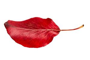 4060 Red leaf isolated on a transparent background photo