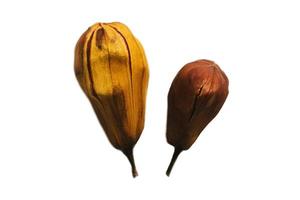 5045 Dried eggplants isolated on a transparent background photo
